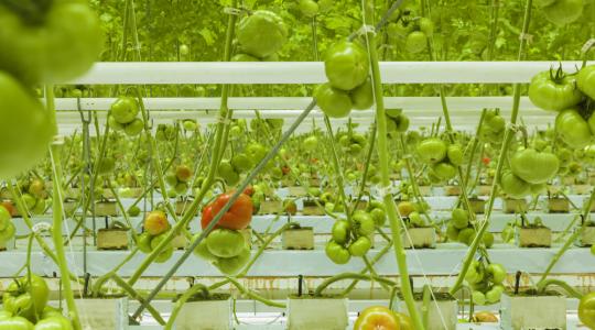 Mitől lesz hatékony egy kertészet 2022-ben? – PREGA precíziós kertészet, indoor farming webinárium