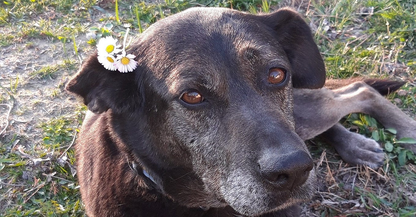 kutyus fúben virággal