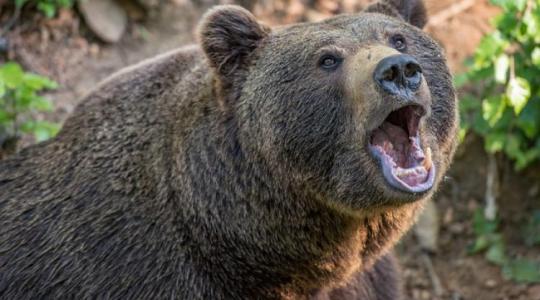 Megkezdődik a medvék kilövése Romániában? 