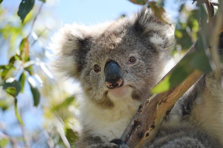 koala