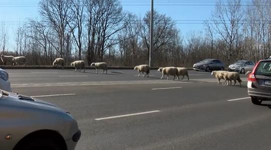 Egy kecske vezette az Újpesten kiránduló birkanyájat – Videó