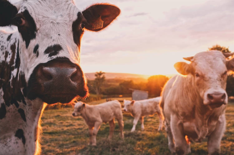 Az Aleph Farms az első olyan sejttenyésztett hústermelő vállalat, amely közvetlenül nem géntechnológiával módosított állati sejtekből növeszti a steaket.