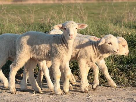 Fellélegezhetnek a juhtartók: nem csökkennek tovább a bárányárak 
