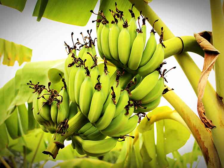 Ultragyors hőbontási eljárással a banánhéjból hidrogént lehet előállítani.