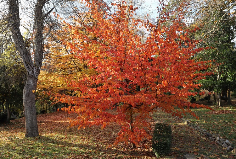perzsa varázsfa ősz