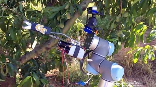 A jövő gyümölcsfáit már robotok metszik és ritkítják majd, hisz már elkészültek