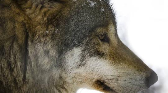 A szakemberek szerint nem biztos, hogy farkas végzett a szarvassal