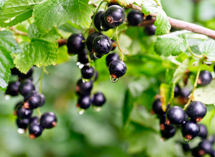 Kezdetben a fekete ribizli-maradék szolgált a gomba kizárólagos táplálékforrásául, ami azonnal gyümölcsös és virágos aromákat eredményezett.