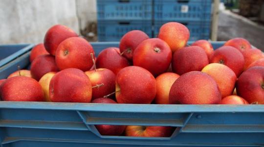 Gyümölcskrízis: lesújtó hírek érkeztek Európa almanagyhatalmáról