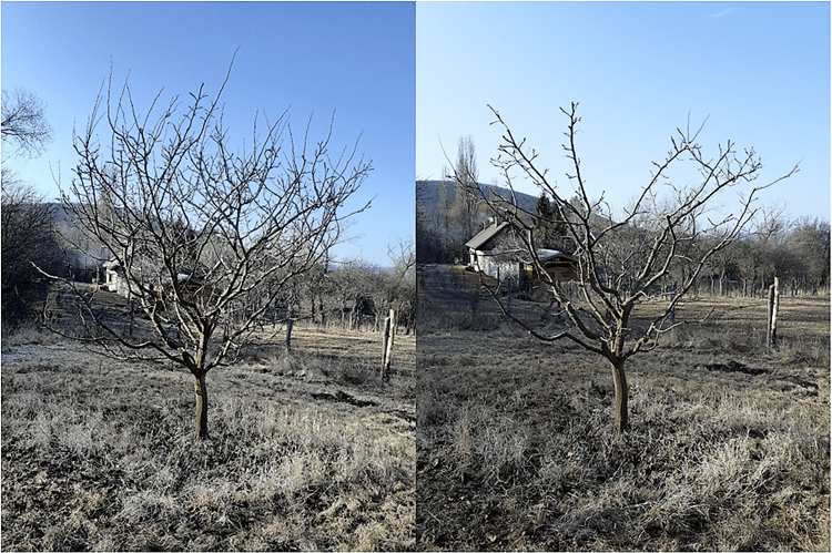 gyümölcsfa metszése