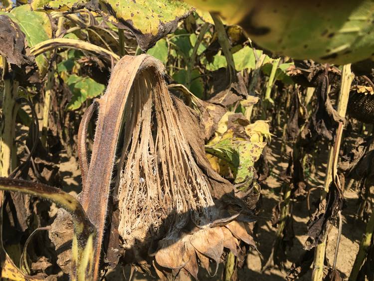 Sclerotinia fertőzés napraforgón