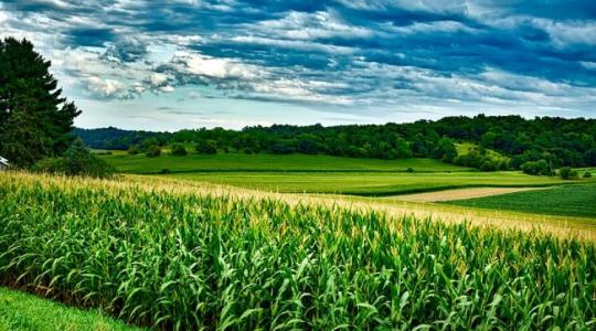 Meg lesz az eredménye a műtrágya magas árának: csökken a kukorica vetésterülete