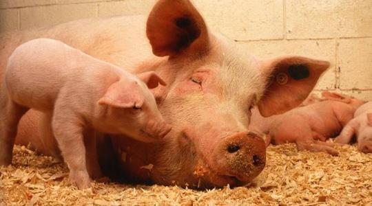 A világ legszigorúbb állatjóléti szabályait tarthatják be az EU-s gazdák