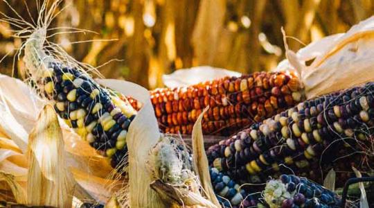 12 szemes kukorica változtatja meg a kukoricatermesztést?