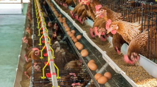 Segélykiáltás: az életben maradásért küzdenek a tojástermelők