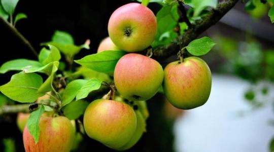Újraindulhat az export: Kína ismét almát és körtét szállít Oroszországba