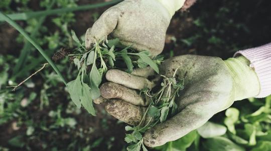 Mit érdemes tudni a herbicidekről, mit jelent a preemergens és a posztemergens kezelés?