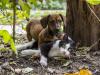 A menekült macskákat és kutyákat is beengedjük Ukrajnából