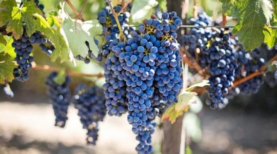 Két nemzetközi szőlészeti-borászati kutatási program indul Egerben