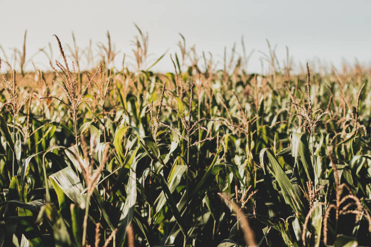 Az amerikai mezőgazdasági minisztérium szerint Oroszország és Ukrajna együttesen a világ búzakivitelének egyharmadát, a kukoricakereskedelem egyötödét és a napraforgóolaj-termelés közel 80 százalékát adja.