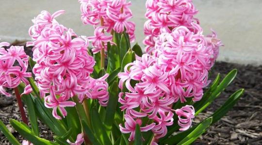 Segítsd te is a magyar termelőket: vásárolj nőnapra hazai virágot