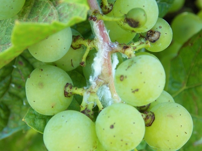 amerikai lepkekabóca kártétele szőlőn