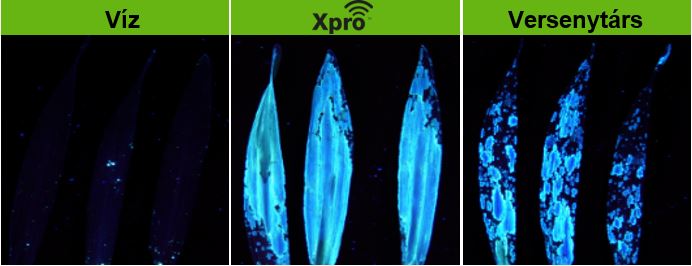 UV festéket tartalmazó permetlé alkalmazásával láthatóvá válik a szinte teljes levélborítottság az Xpro kezelés után 