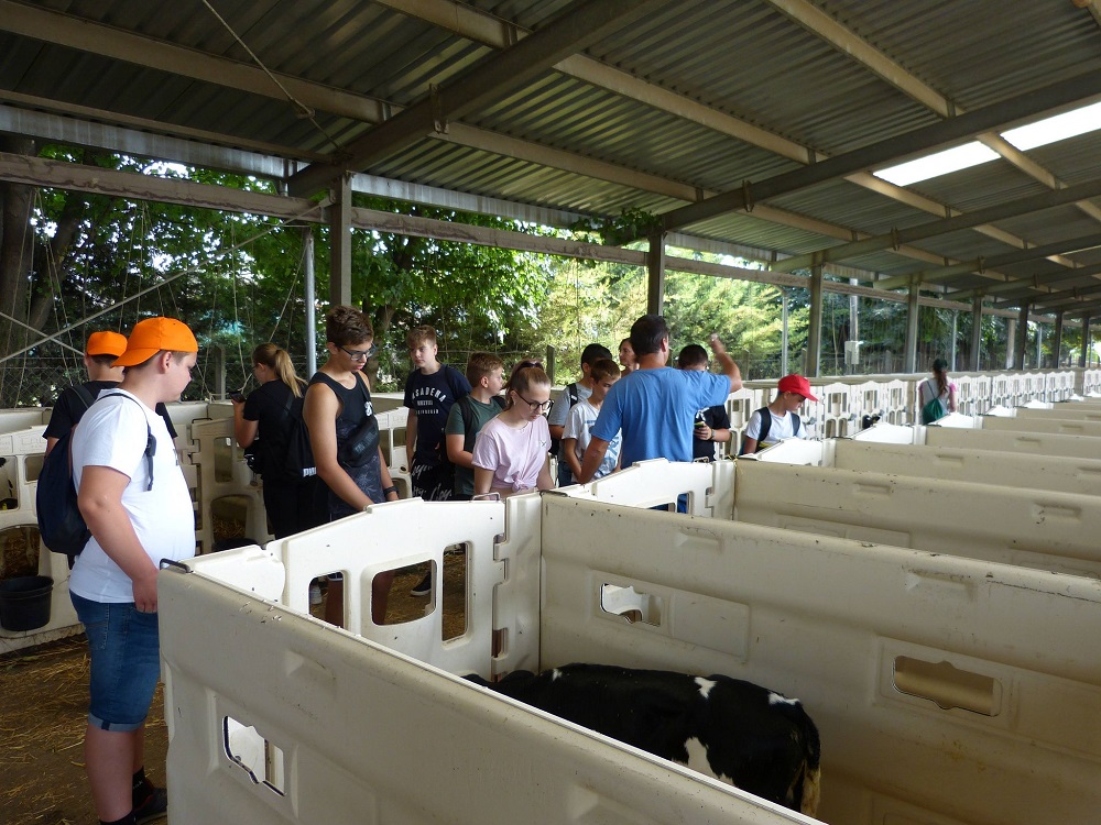 borjúnevelés és tejhasznú szarvasmarhatelep látogatása