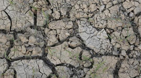 Ausztrália: ez lehet a megoldás a szikes talajok feljavítására?