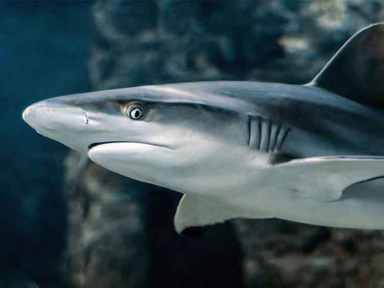 A cápahús azokból a cápákból kerülhetett az állateledelekbe, amelyeket az uszonyuk miatt fogtak ki