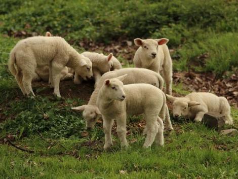 Emelkednek a bárányárak: mi lesz itt Húsvétkor?