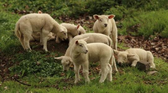 Emelkednek a bárányárak: mi lesz itt Húsvétkor?