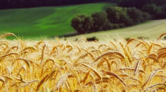 Az agrárminiszter bejelentette: nem lehet több gabonát kivinni Magyarországról