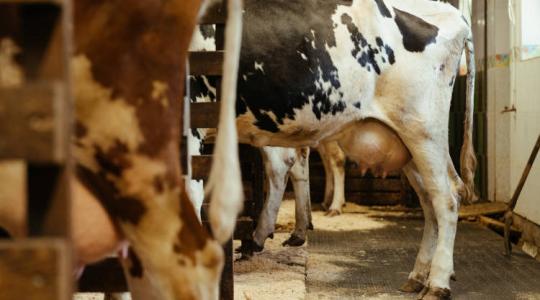 Ida az agrár-mesterségesintelligencia segít a tehenészetekben