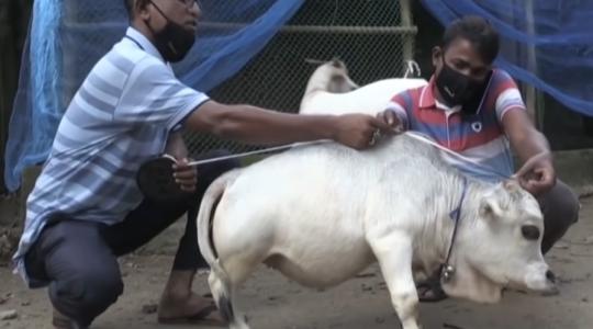 Rani egy törpe tehén – és máris milliók kedvence – Videó
