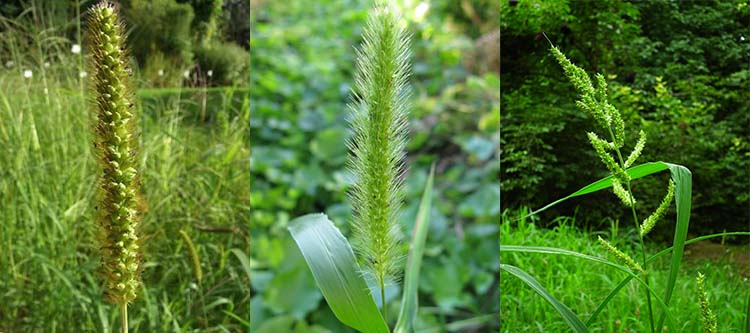 Gyomnövények: Muhar, zöld muhar és kakaslábfű (balról jobbra)