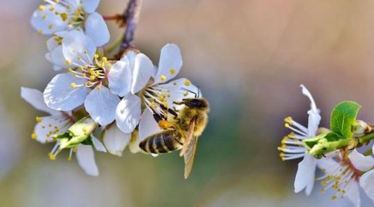 Már egyetlen virágzó, őshonos növény ültetésével is hozzájárulhatsz a méhek jövőjének biztosításához