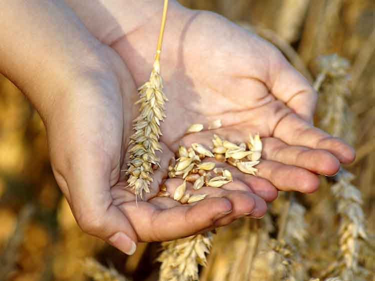 A gabonahiány százmilliókat taszíthat éhínségbe