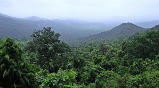 Az EU nem hajlandó esőerdők irtása árán termelt importárut fogadni
