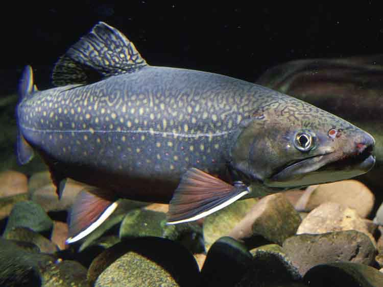 pataki szaibling (Salvelinus fontinalis)