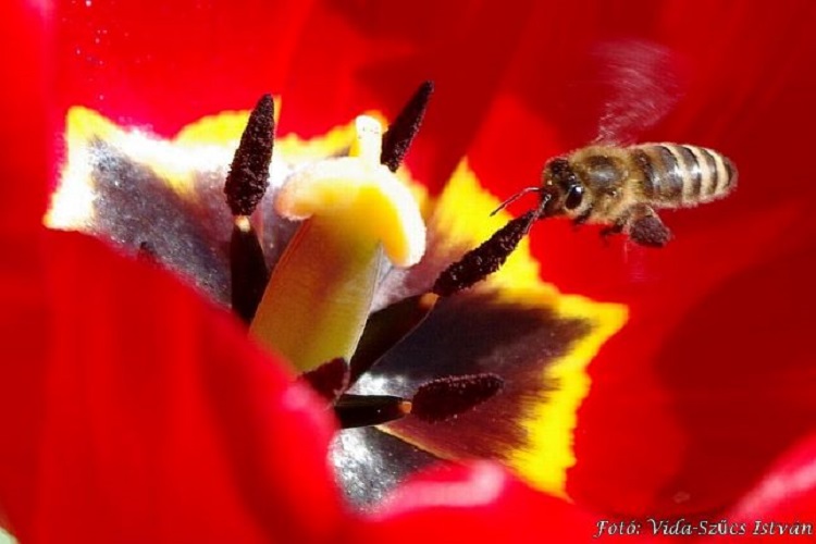 méh beporoz virágot