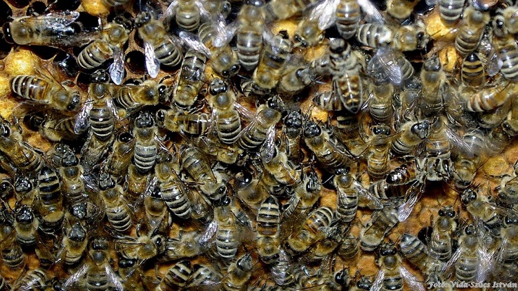 méhkaptárban méhek