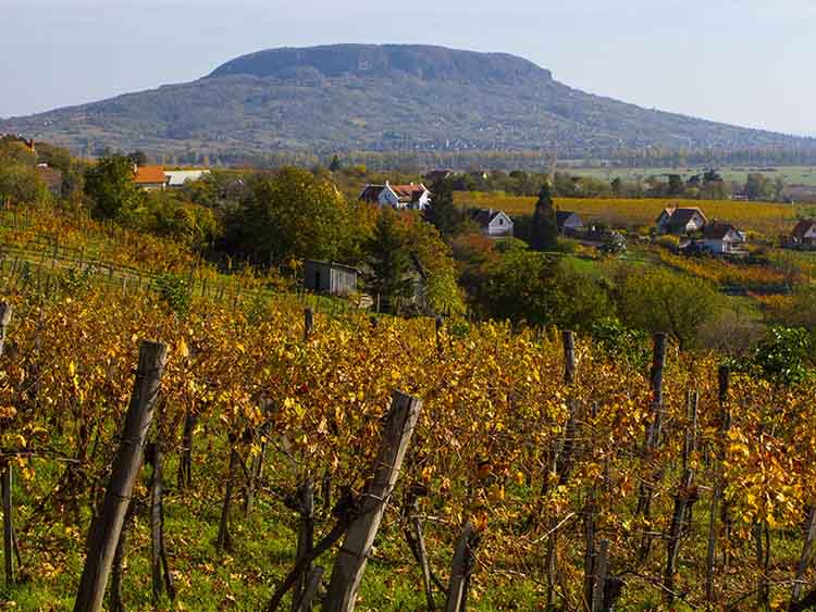 Minden a magyar borokról: 5 nap, 6 mesterkurzus, közel 100 borászat