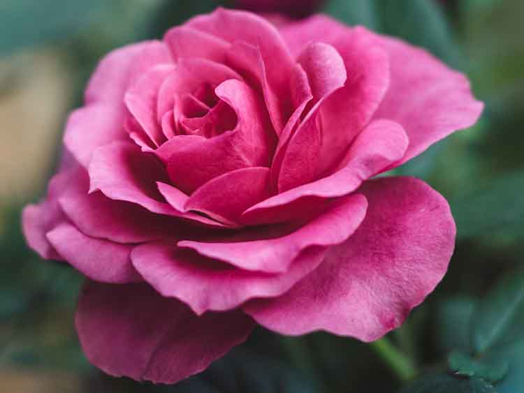 A rózsa metszése során általában csak 4-6 erős vesszőt hagyunk