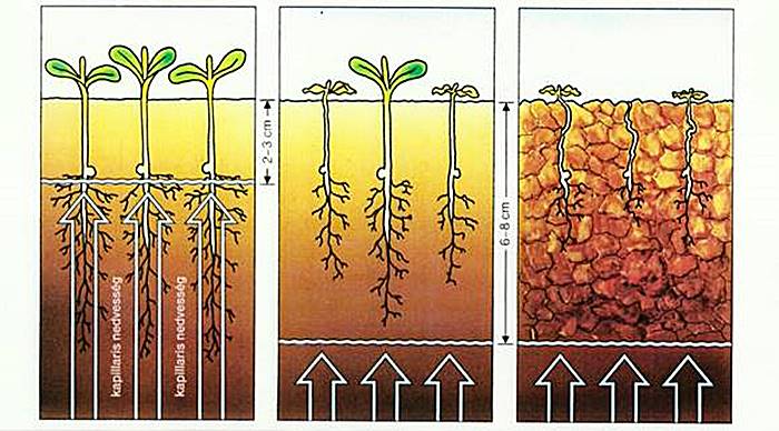 magágy és csírázó növények