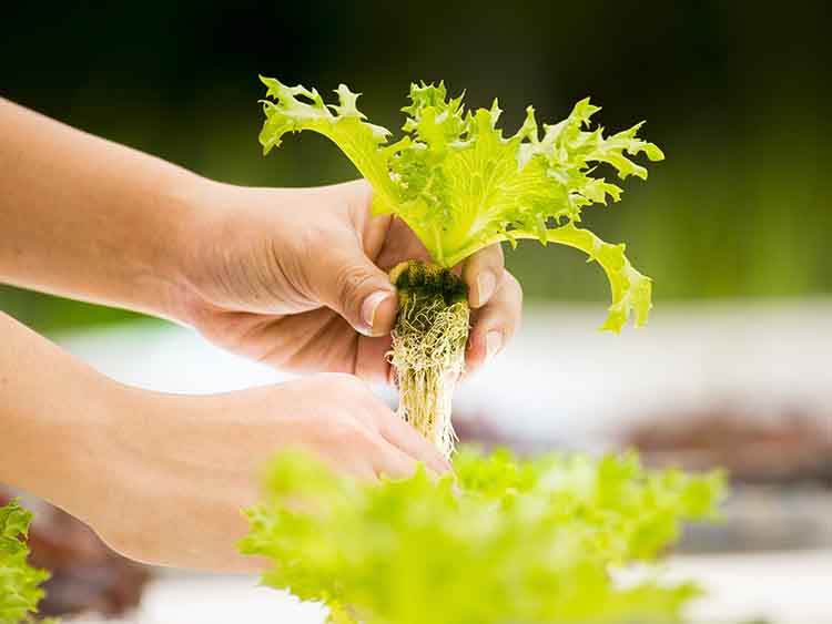 A hidropónikus termesztési rendszerben nevelt salátát otthon hosszabb ideig el lehet tartani