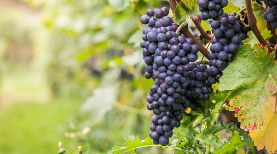 Augusztus 1-jén hatályba lépett az új bortörvény