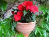 Ez a 7 piros virág igazán szenvedélyessé és különlegessé teszi a kerted!