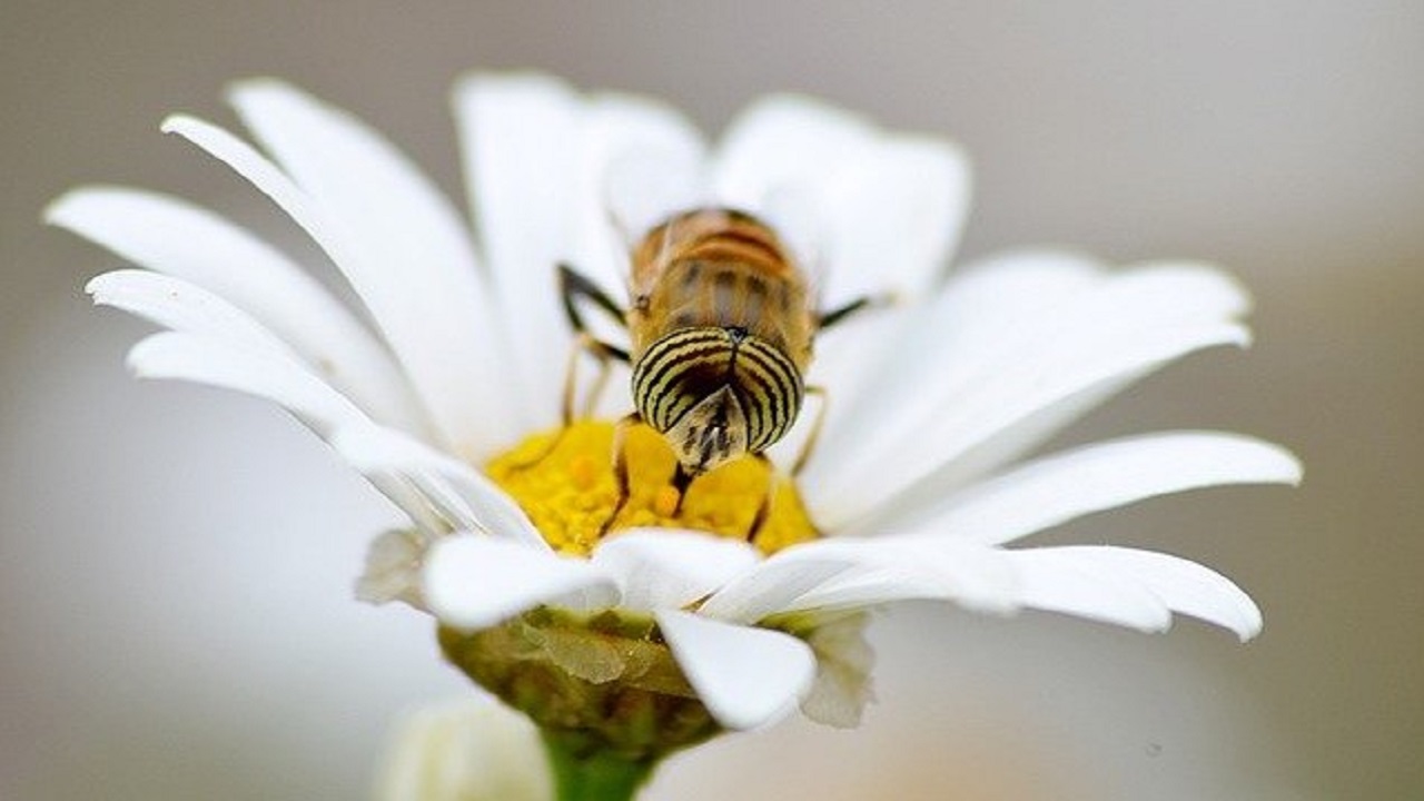 méh virág 