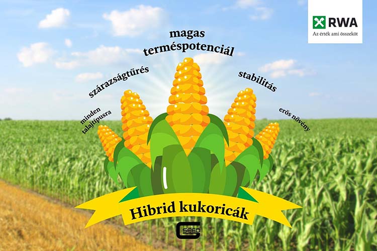 RWA kukoricahibrid, magas terméspotenciálú hibrid